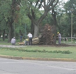 El árbol ya retirado de su sitio, junto a él, los empleados municipales.