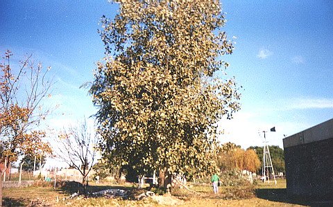 Uno de los árboles antes de que fuera talado.