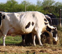 Los productores finalmente tendrán respuestas.