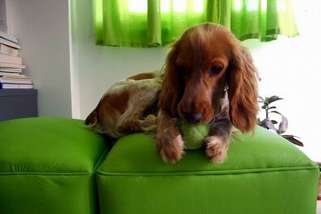 Y si... la Cofi forma parte también de la familia de Sunchaleshoy...