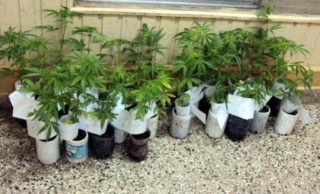 Las plantas que fueron requisadas por la Policía local (Foto: Prensa Policía).