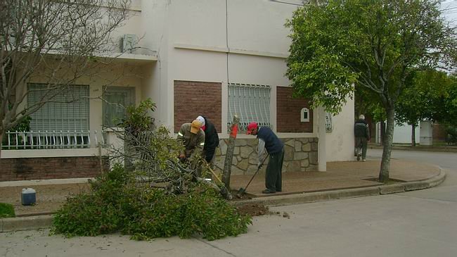 Reforestación en calle San Martín (Prensa Municipalidad).