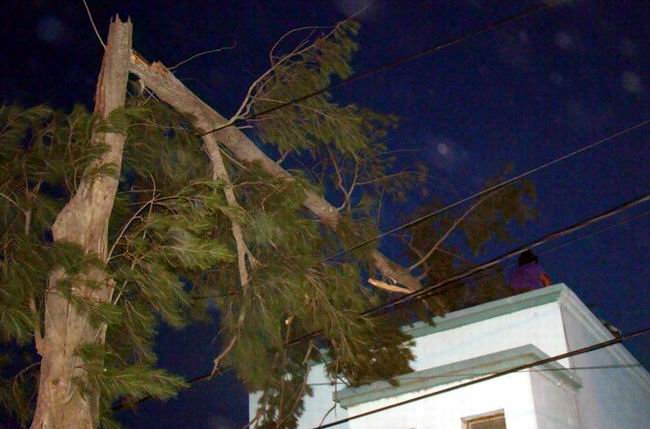 El pino caído sobre la vivienda, en barrio SanCor (Foto: Daniel Culasso). El pino caído sobre la vivienda, en barrio SanCor (Foto: Daniel Culasso).
