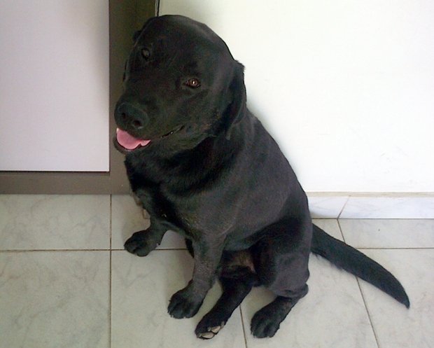 Perro_Encontrado