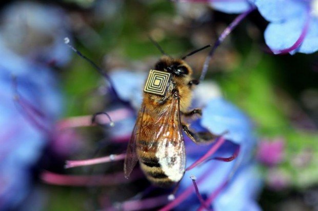 Abeja-Australia-Sensor-1 (EFE)