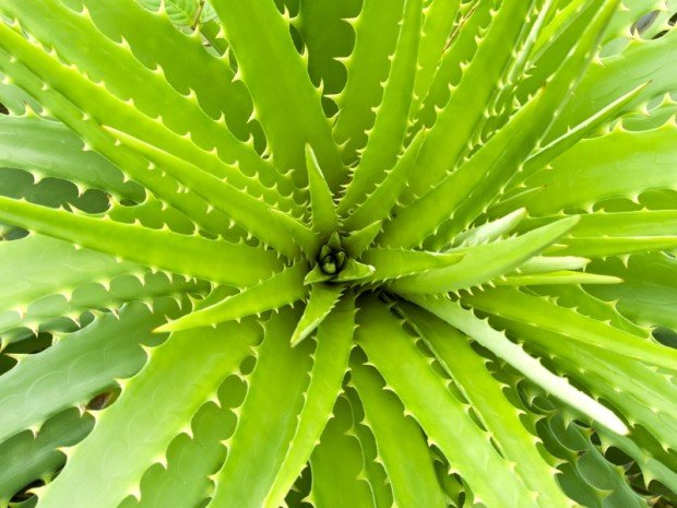 Aloe vera