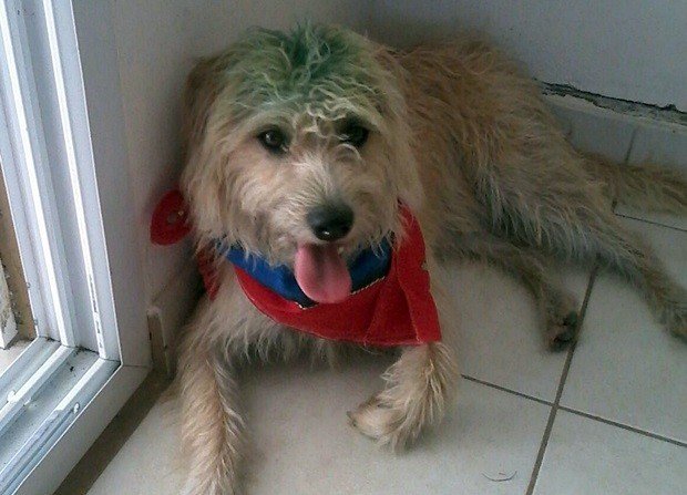 El perro que está siendo buscado.