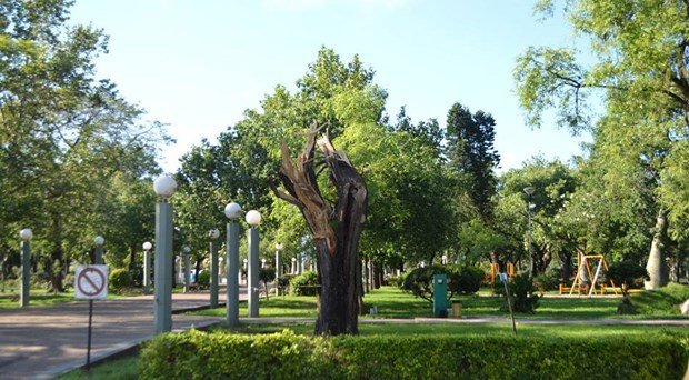 Así luce, hoy, la plaza Libertad, limpia pero sin varios ejemplares (Foto: Municipalidad).